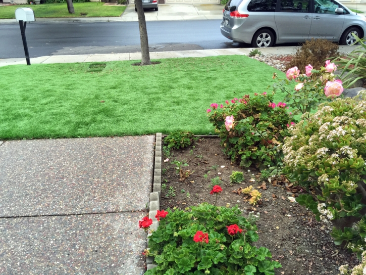 Fake Grass Carpet Smyrna, Tennessee Hotel For Dogs, Front Yard Landscape Ideas